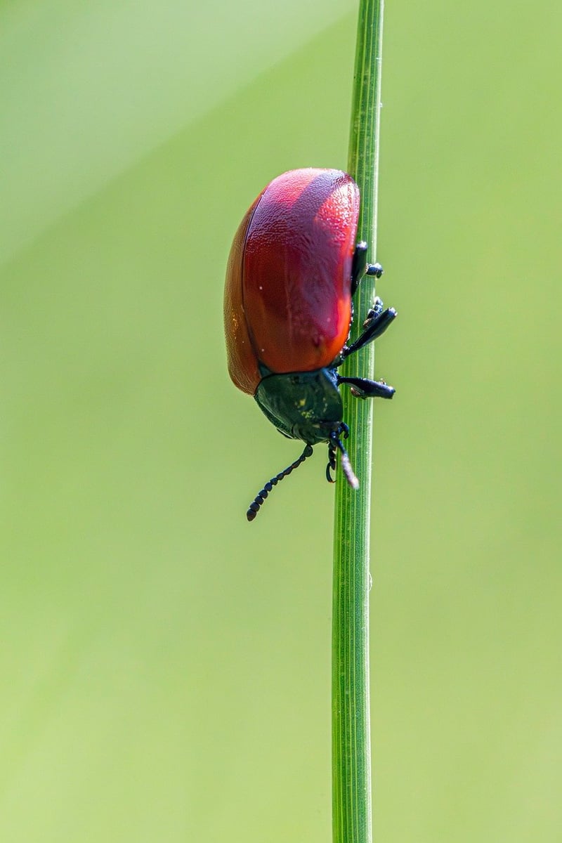 Pest control methods