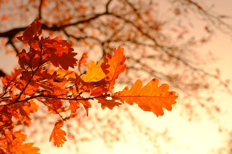 Autumnal Decor