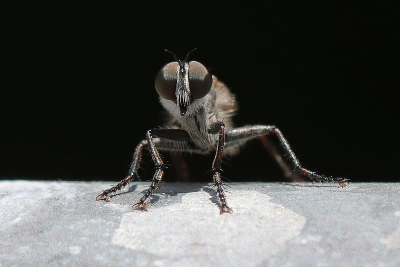 Pest Control