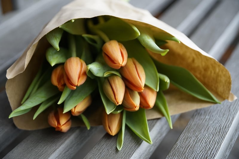 Spring Tulips
